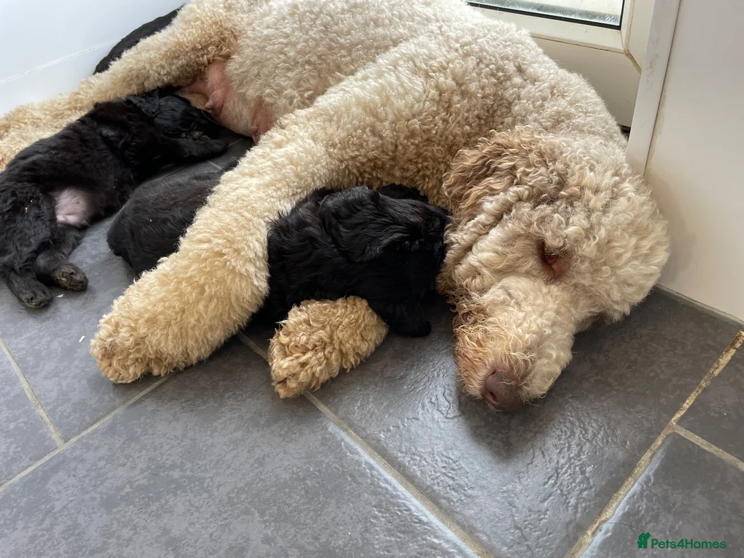 Goldendoodle dogs for sale: F1 Standard Goldendoodle Boy Ready Now  - Advert 2