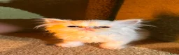 Persian cats for sale: cute Persian kittens looking for a home  in Hounslow - Advert 9