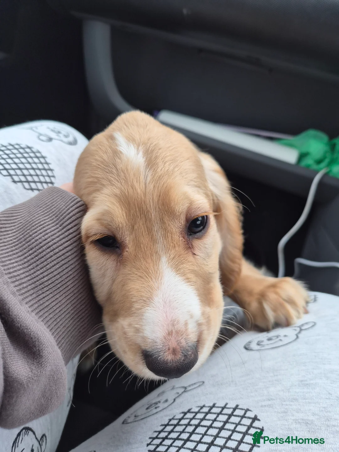 Sprocker dogs for sale: Golden sprocker girl  - Advert 7