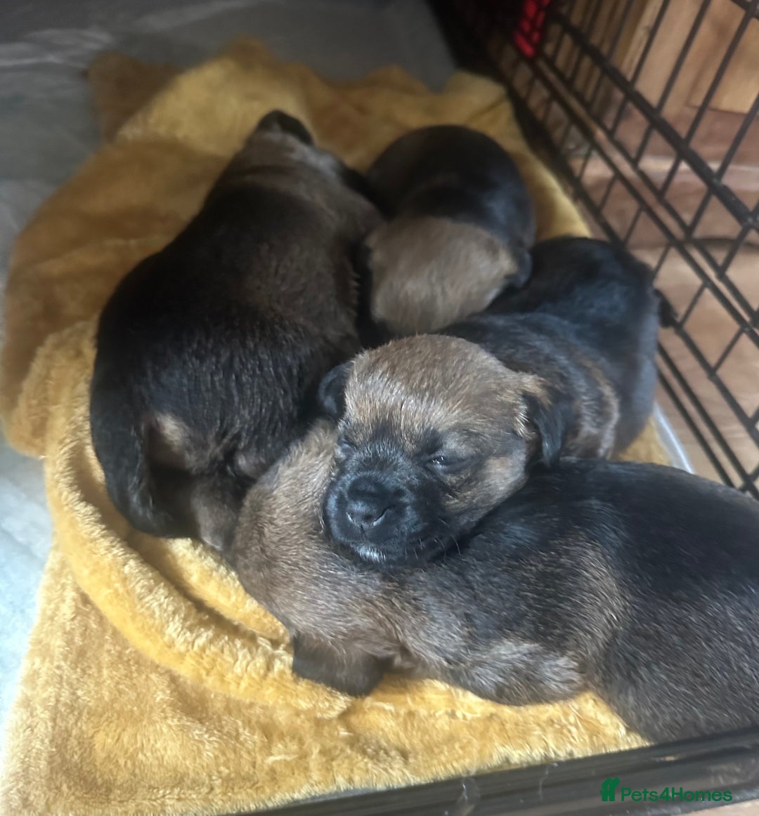 Border Terrier dogs for sale: Stunning litter of border terrier puppies  - Image 6