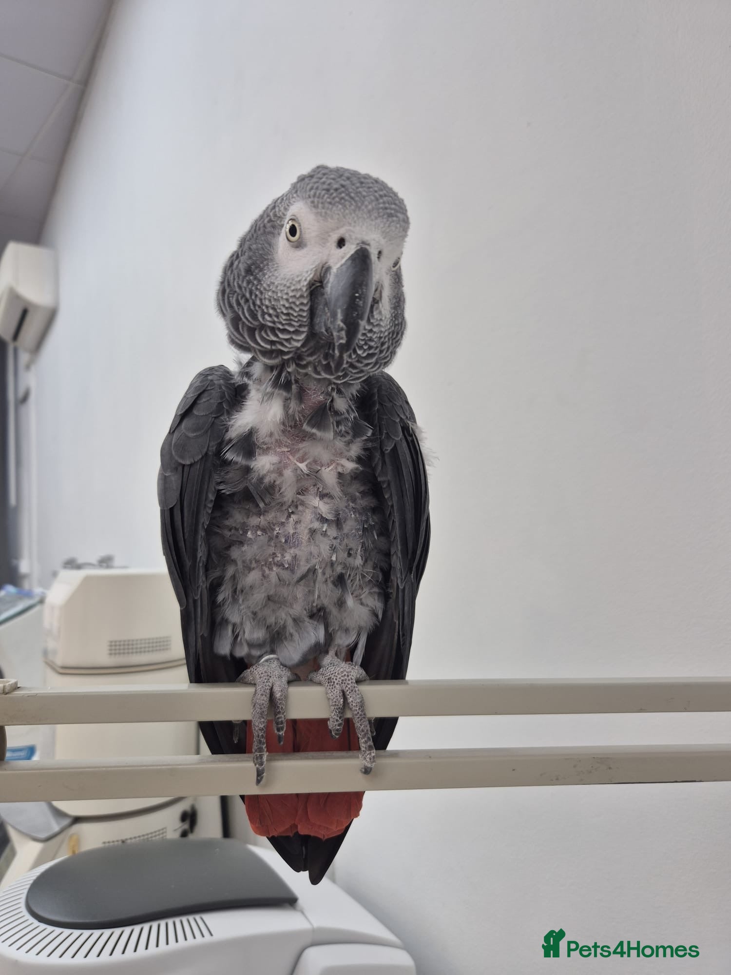 Parrots birds African grey  - Advert 1