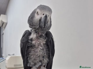 Parrots birds African grey - Advert 1