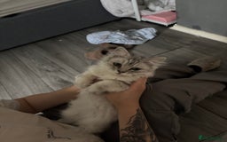 Ragdoll cats for sale: Ragdoll and Persian mixed kitty - Image 7