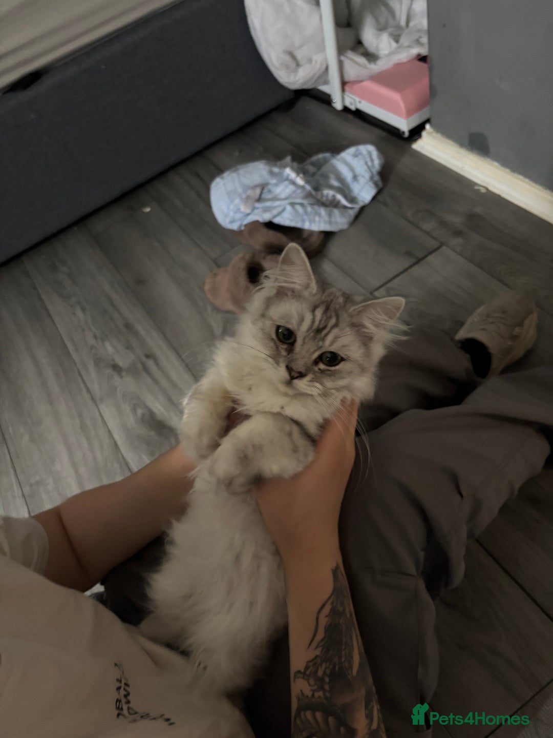 Ragdoll cats for sale: Ragdoll and Persian mixed kitty - Image 7