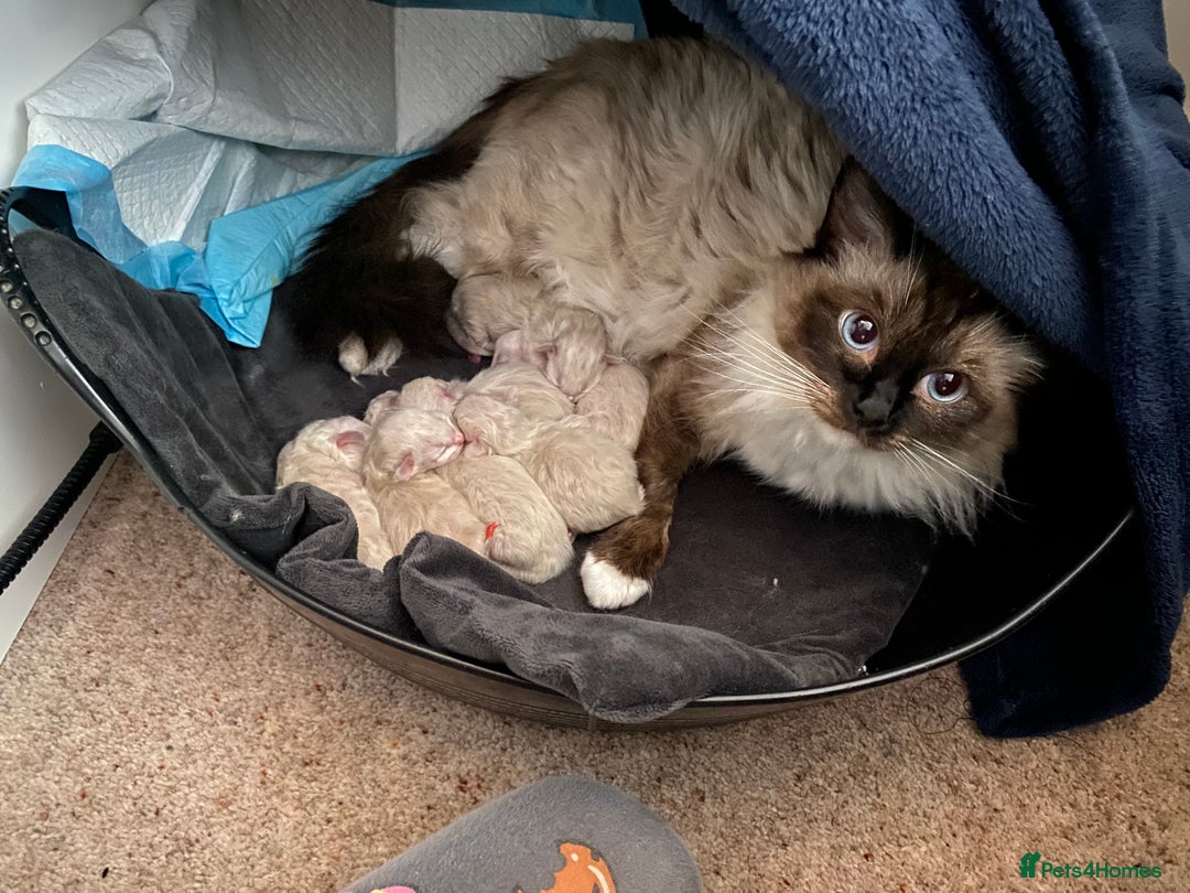 Ragdoll cats for sale: 6 ragdoll kittens  - Image 9