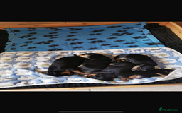 Mixed Breed dogs for sale: 4 adorable puppies looking for a new home  - Image 5