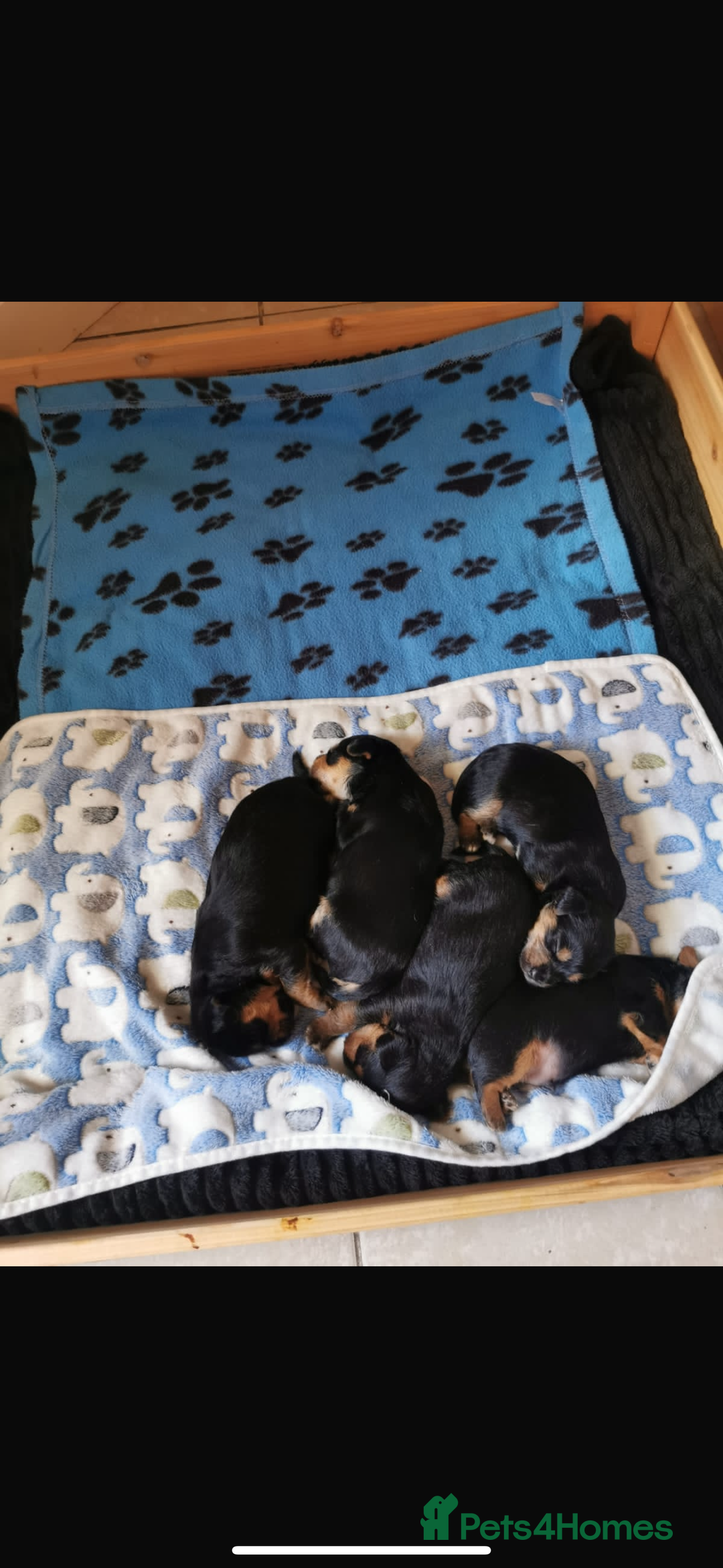 Mixed Breed dogs for sale: 4 adorable puppies looking for a new home  - Image 5