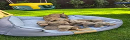 Miniature Dachshund dogs for sale: Miniature dachshund puppies! in Cranleigh - Advert 3
