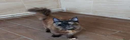 Maine Coon cats for sale: DNA TESTED MAINE COON FEMALE KITTEN !!!  - Advert 10
