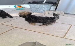 Shihpoo dogs for sale: Shih-poo on shih-poo Puppies  - Image 20