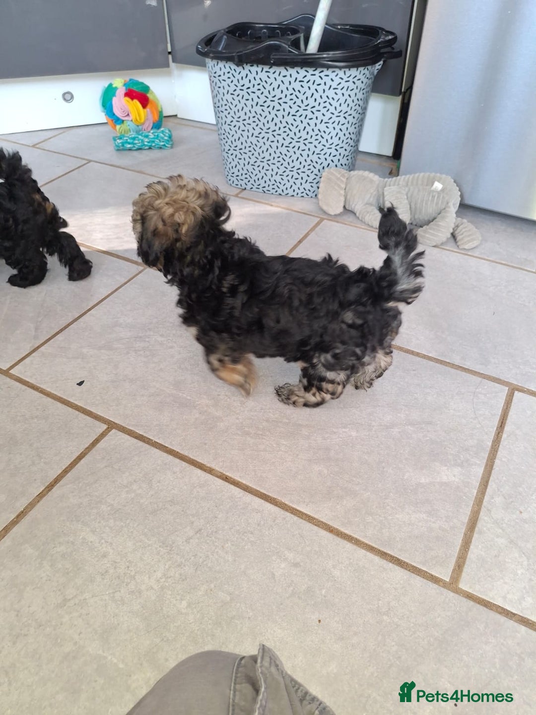 Shihpoo dogs for sale: Shih-poo on shih-poo Puppies  - Image 20