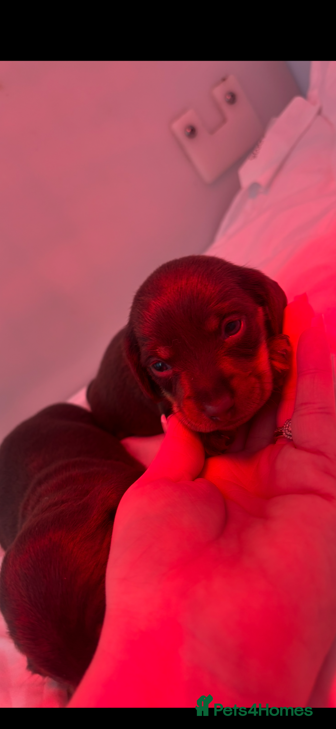 Miniature Dachshund dogs for sale: KC Miniature dachshunds - Advert 1