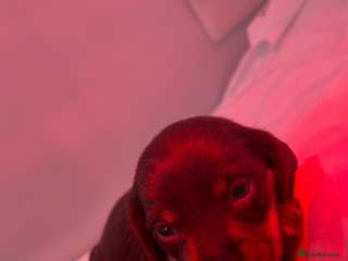 Miniature Dachshund dogs KC Miniature dachshunds - Advert 8