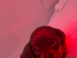 Miniature Dachshund dogs KC Miniature dachshunds - Advert 3