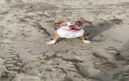 Alapaha Blue Blood Bulldog dogs for sale: Bonnie - Advert 1