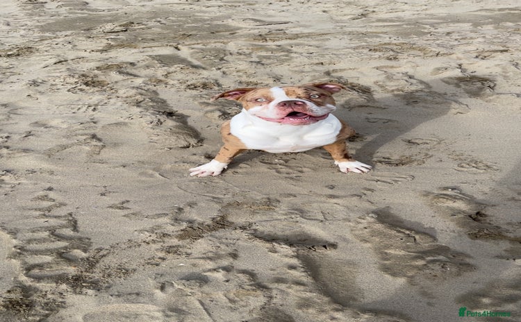 Alapaha Blue Blood Bulldog dogs Bonnie - Advert 1