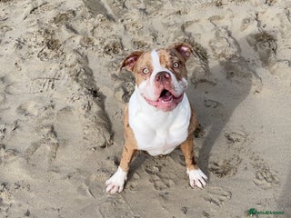 Alapaha Blue Blood Bulldog dogs for sale: Bonnie - Advert 1