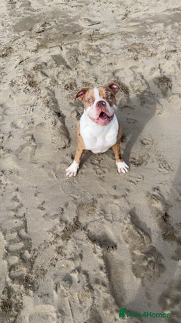 Alapaha Blue Blood Bulldog dogs Bonnie - Advert 1