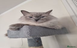 Ragdoll cats for sale: Adorable Ragdoll Kittens - READY NEXT WEEK - Image 14