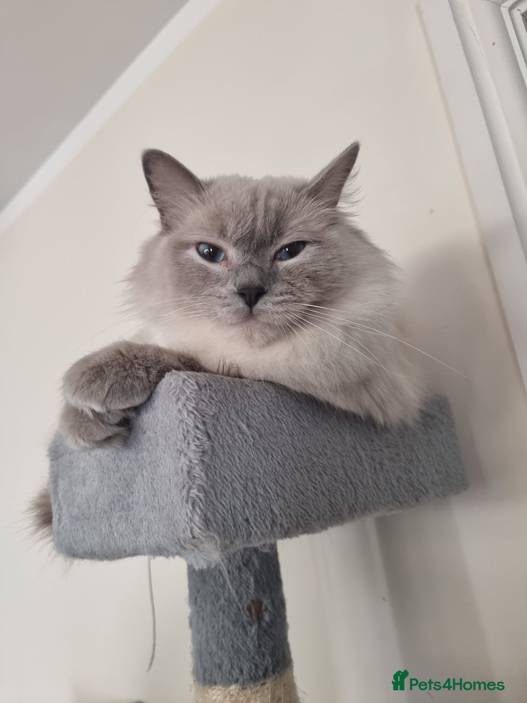 Ragdoll cats for sale: Adorable Ragdoll Kittens - READY NEXT WEEK - Image 14