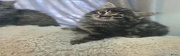 Ragdoll cats for sale: Beautiful Ragdoll cross Norwegian forest kittens  - Advert 27