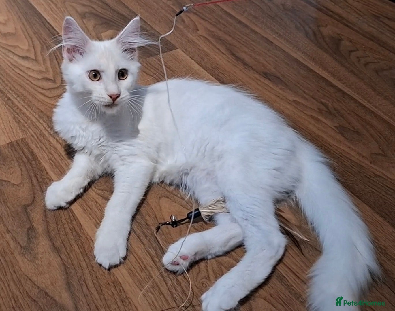 Maine Coon cats Pedigree Maine Coon boy in Manchester  - Advert 2