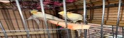 Cockatiels birds for sale: Pair cockatiel - Advert 4