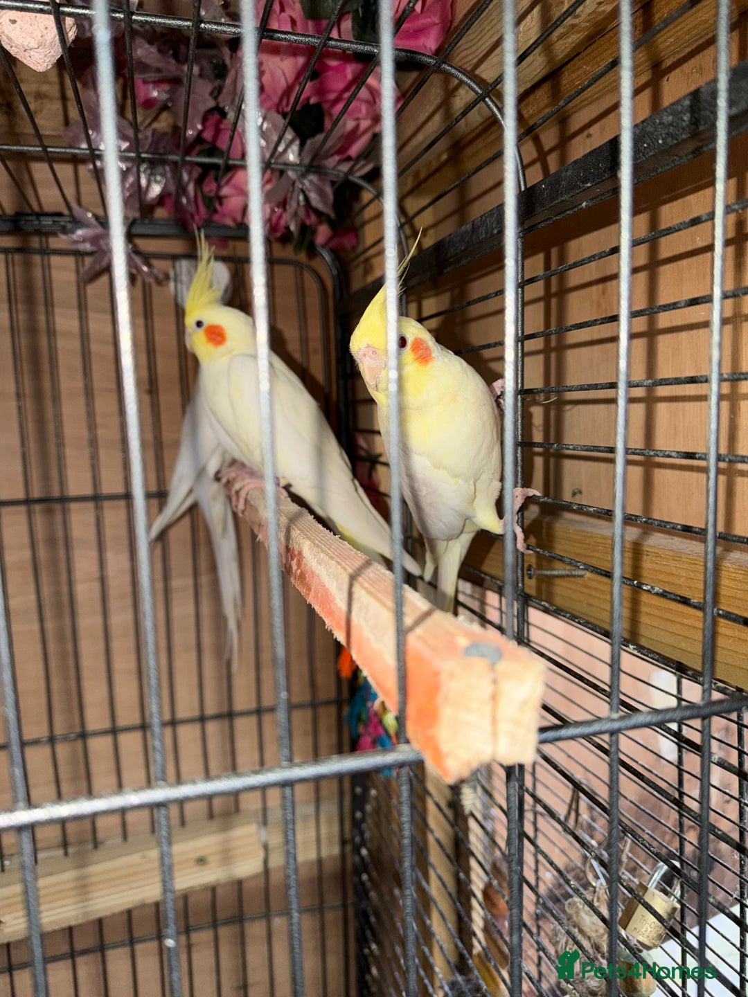 Cockatiels birds for sale: Pair cockatiel - Advert 4
