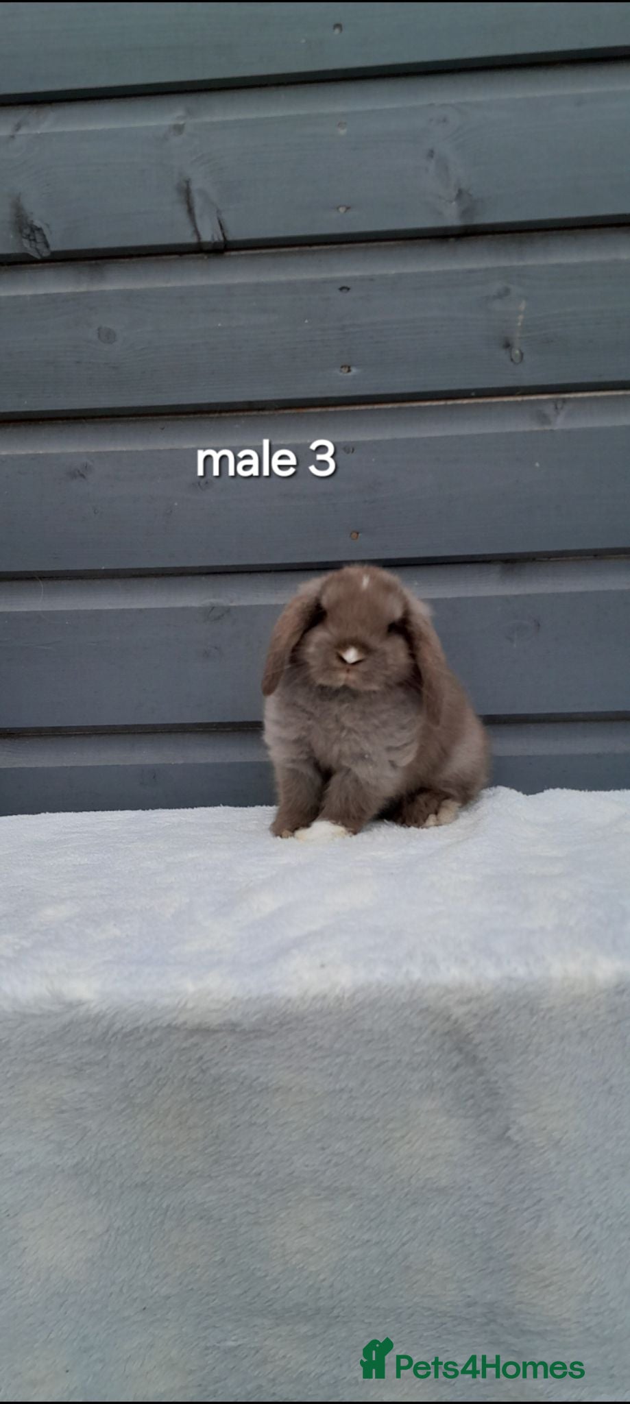 Mini Lop rabbits Purebred mini lop rabbits  - Advert 1