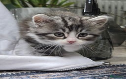 Scottish Fold cats for sale: Gorgeous fluffy Scottish Fold x DSH kittens - Image 4
