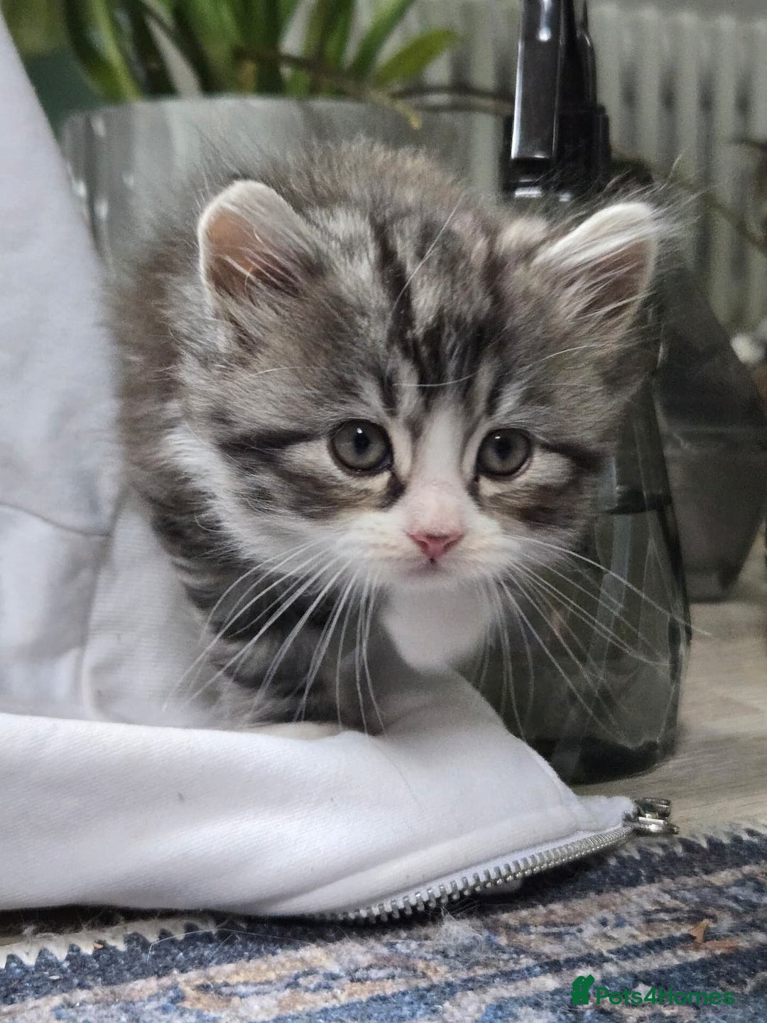 Scottish Fold cats for sale: Gorgeous fluffy Scottish Fold x DSH kittens - Image 4
