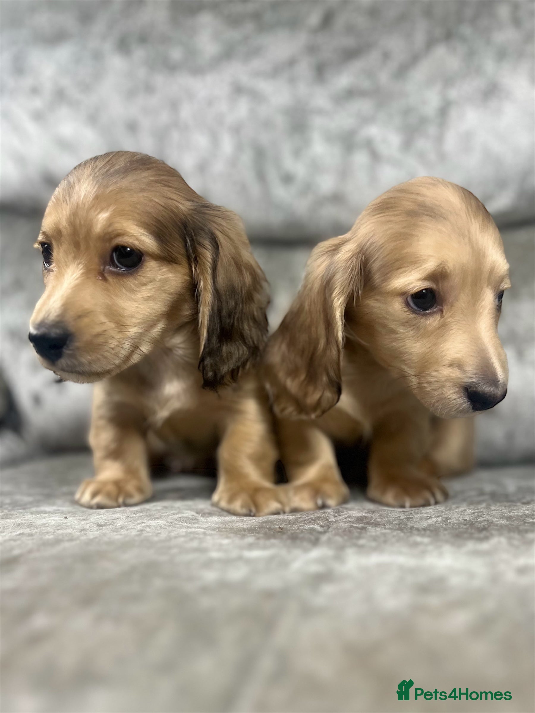 Dachshund dogs KC miniature long hair dachshunds for sale - Advert 10