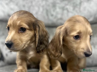 Dachshund dogs KC miniature long hair dachshunds for sale - Advert 10