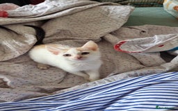 Domestic Shorthair cats for sale: READY TO GO  - Image 5
