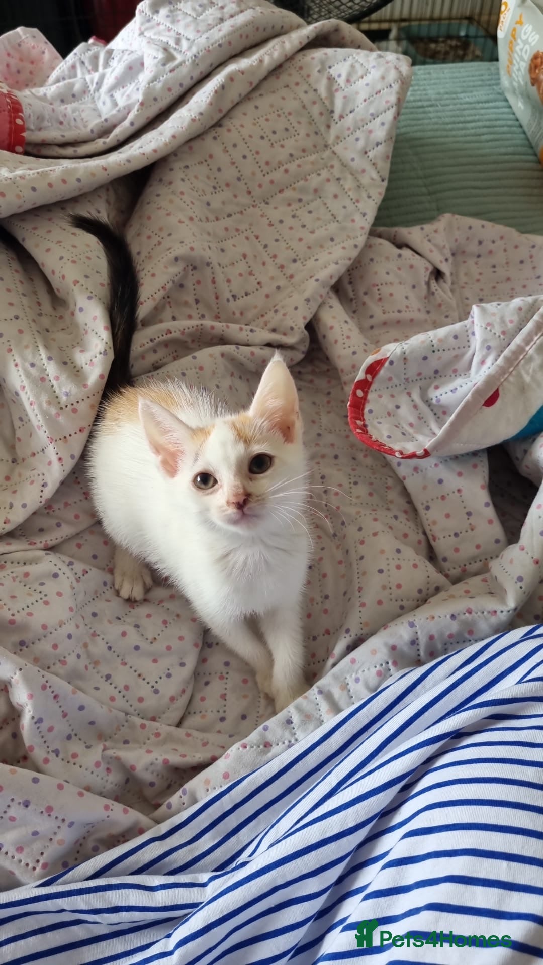 Domestic Shorthair cats for sale: READY TO GO  - Image 5