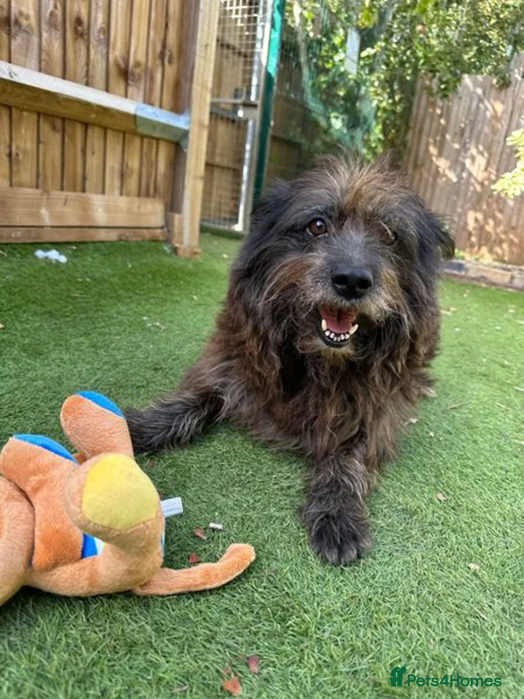 Mixed Breed dogs for adoption: Senior boy Moflea has never had a home in Waltham Abbey - Advert 11