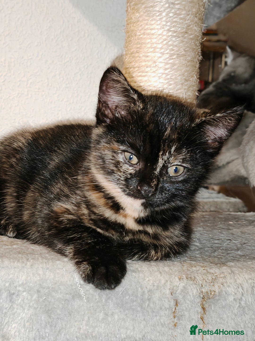 Mixed Breed cats for sale: British Shorthair Mix kittens - Ready Now - Advert 29