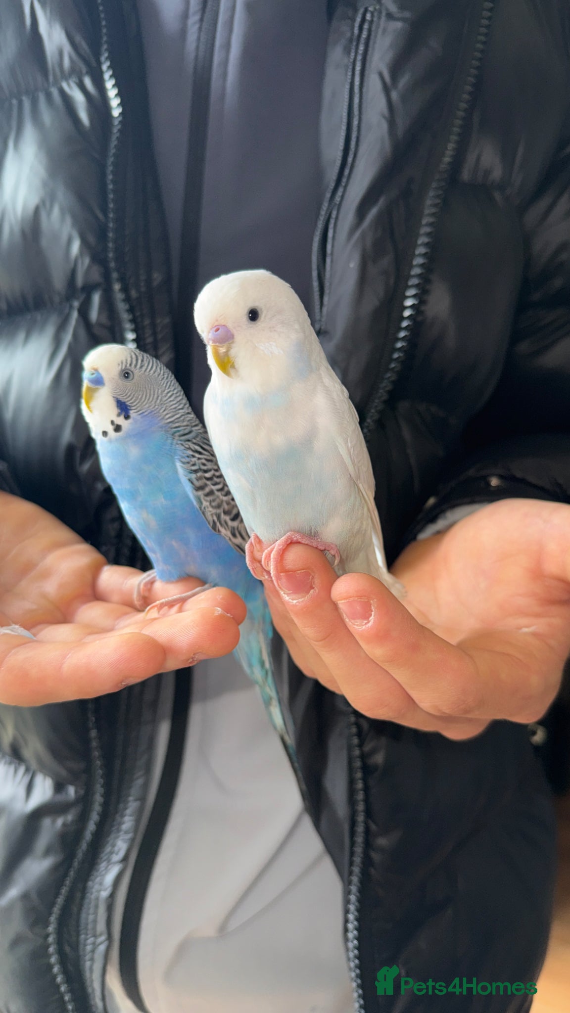 Budgerigars birds 🦜TWO BABY BUDGIES FOR SALE🦜 - Advert 6