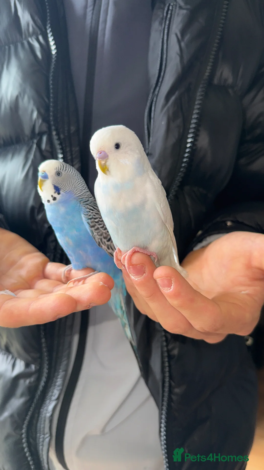 Budgerigars birds for sale: 🦜TWO BABY BUDGIES FOR SALE🦜 in Waterlooville - Advert 1