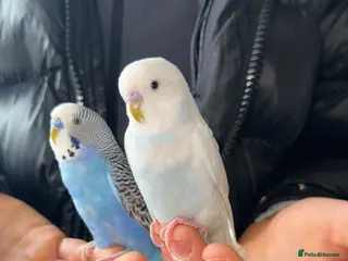 Budgerigars birds 🦜TWO BABY BUDGIES FOR SALE🦜 - Advert 6