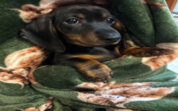 Dachshund dogs for sale: 5 stunning Dachshund puppies - Image 16