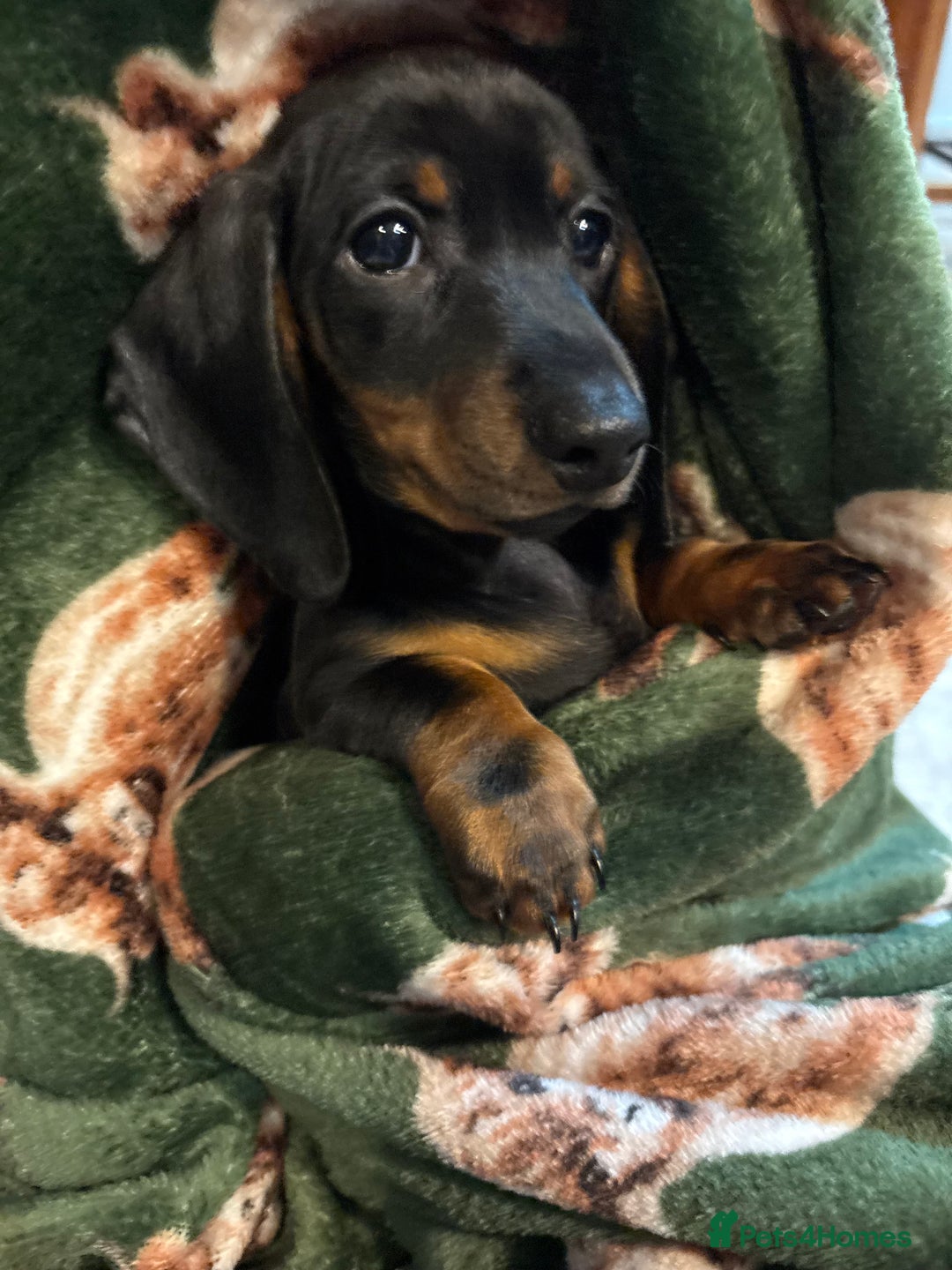 Dachshund dogs for sale: 5 stunning Dachshund puppies - Image 16