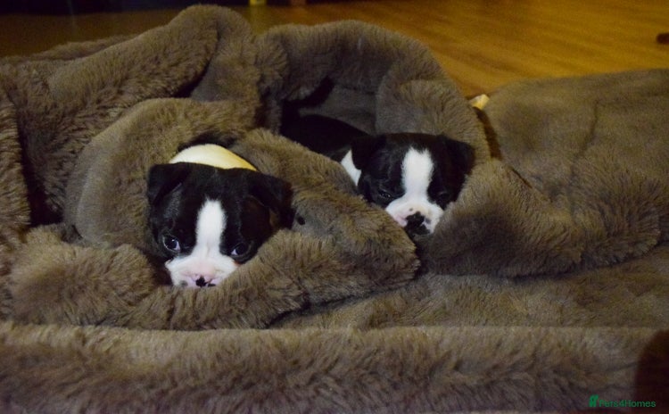 Boston Terrier dogs - Advert 2