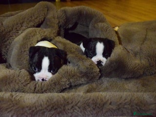 Boston Terrier dogs - Advert 21