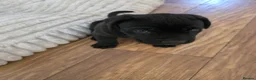 Cane Corso dogs for sale: Big chunky boy - Advert 5