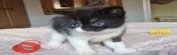 Exotic cats for sale: 2 male exotic cross kittens  - Advert 3
