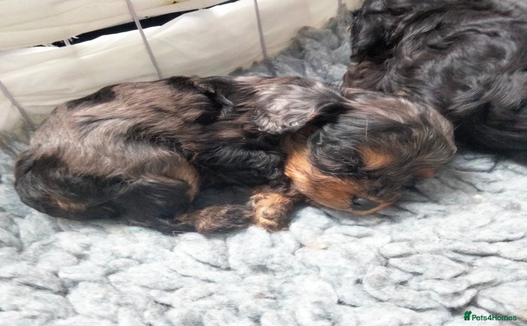 Cavapoo dogs for sale - Advert 1