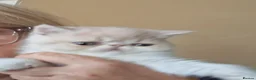 Exotic cats for sale: Stunning exotic/persian kittens - Advert 15
