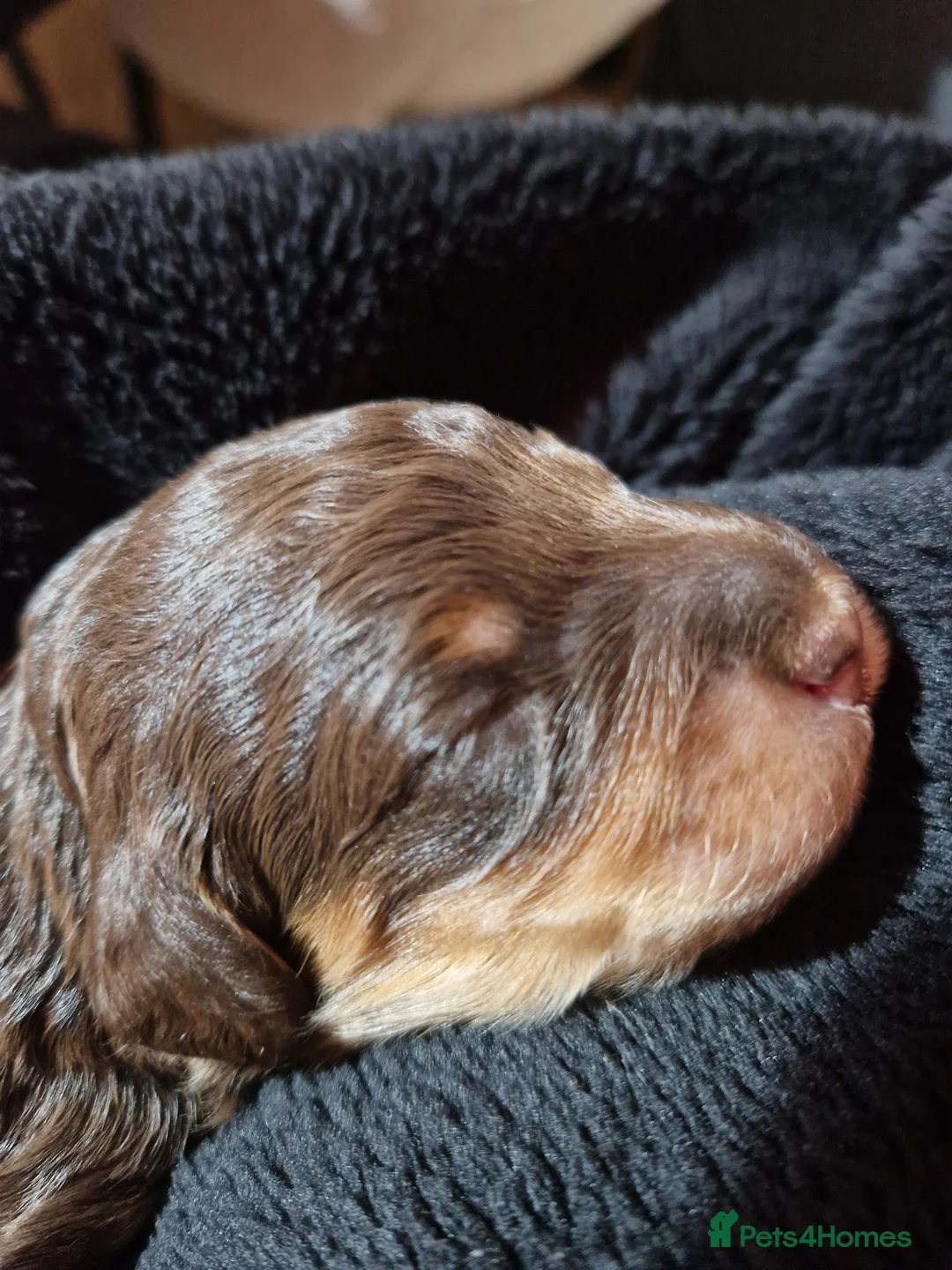 Cockapoo dogs for sale: Minature chocolate brown cockerpoo F1B - Advert 17