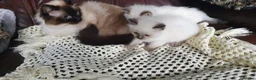 Ragdoll cats for sale: 💕Beautiful GCCF Registered Ragdoll Kittens. - Advert 35